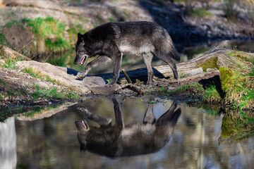 Potrait of a timberwolf family in the forest