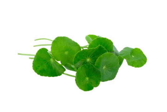 Fresh asiatic isolated on  transparent png