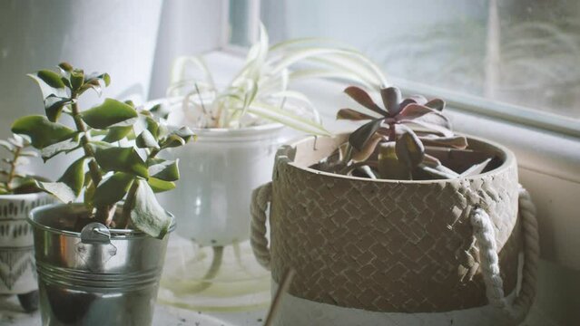 traveling lat&eacute;rale sur plantes d'int&eacute;rieure