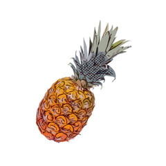 Color sketch of pineapple fruit with transparent background