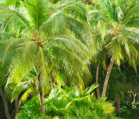 Tropical exotic green leaves or palm. Closeup nature view of green leaf and palms background.