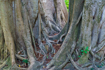 Old tree roots. Exotic jungle in Phuket, Thailand.