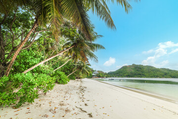 Palm trees and white sand in Anse Madge
