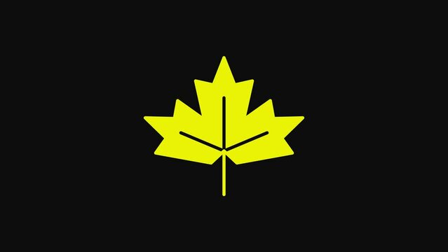 Yellow Canadian maple leaf icon isolated on black background. Canada symbol maple leaf. 4K Video motion graphic animation