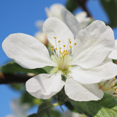White flower of fruit tree close-up. Petal, pistil, stamen. Spring and flowering plants. Nature...