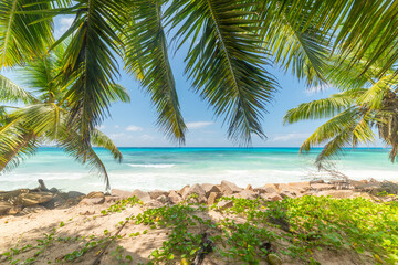 Fototapeta na wymiar Palm trees and turquoise water in Anse Kerlan
