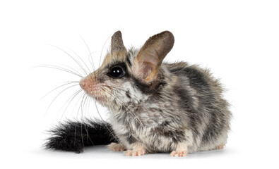 Scruffy Large eared dormouse aka Eliomys melanurus, sitting side ways. Looking side ways away from camera showing profile. Isolated on a white background.
