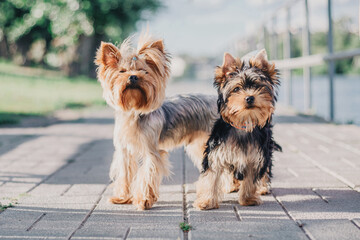 Yorkshire terrier dog close up portrait. Miniature dog. Cute little dog
