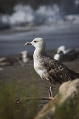 Mouettes et goélands