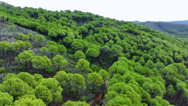 Stone pine forest on the Rio Tinto. Aerial view from a drone in the surroundings of the town of Berrocal. Sierra Morena, Gulf of C&aacute;diz, Huelva, Andalusia, Spain, Europe