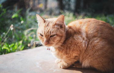 The happiness of Ginger tabby young cat sitting on the concrete floor in the garden with the morning sunlight.orange cat outdoor