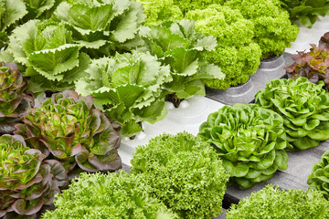 Growth of various crops of fresh green and red lettuce on polystyrene blocks