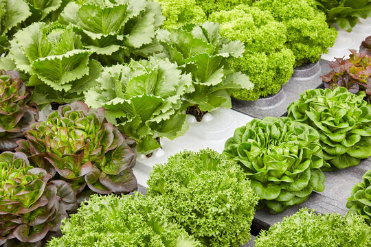Growth of various crops of fresh green and red lettuce on polystyrene blocks