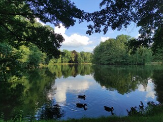 Lake view among lush trees in forest. wild ducks swim wild ducks swim on the river.The reflection...