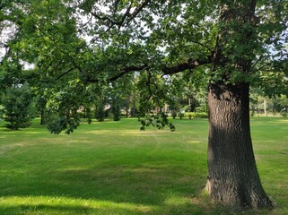 Green oak tree in city park. Amazing summer landscape. Green grass and leaves summer