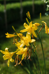 Fototapeta premium Blooming iris flowers in a summer park on a background of green leaves.