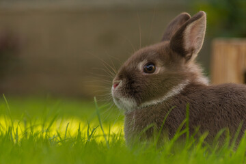 süßes braunes Kanninchen im Gras