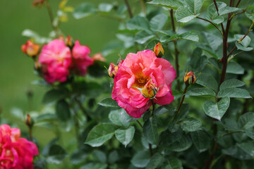 Close-up of a red rose in a botanical garden