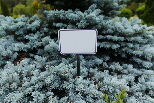 Picea pungens. Glauca Globosa. Thorny spruce in the botanical garden.