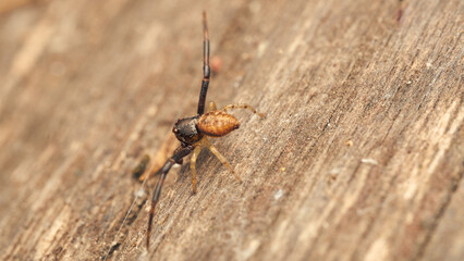 Details of a small spider on a wood