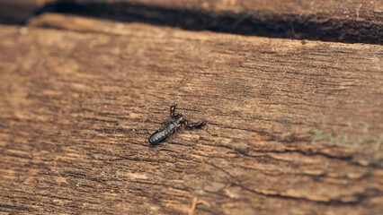 Details of a pseudoscorpion on a brown wood.