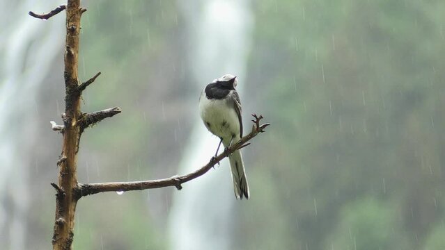 Ballerina bianca  (Motacilla alba) White Wagtail