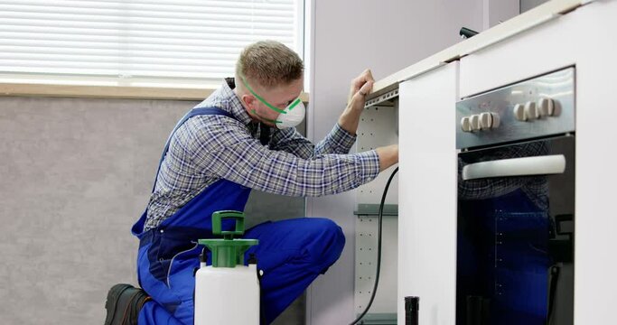 Termite Pest Control Insect Service