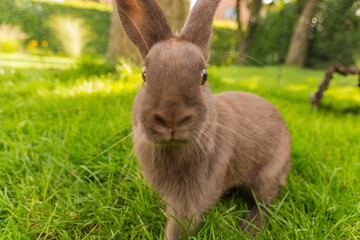 süßes braunes Kanninchen im Gras
