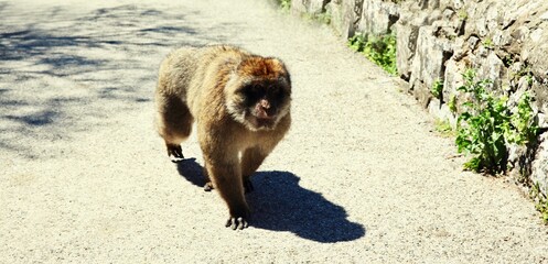 The Barbary Macaque monkeys of Gibraltar, United Kingdom