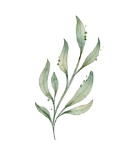 Watercolor designer element of green leaves spring, greenery art foliage natural leaves herbs in watercolor style with clipping path. Decorative beauty elegant illustration for design