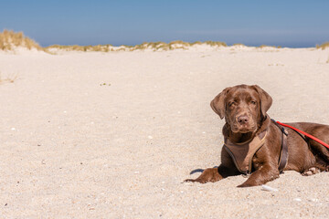 Junger brauner Labrador am Strand von Sylt