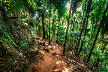 Path in the Vallee de mai forest