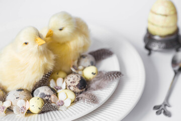 Banner. The concept of a bright Easter holiday. Yellow chickens, feathers and Easter quail eggs in a plate on a white isolated background. Beautiful Easter card.