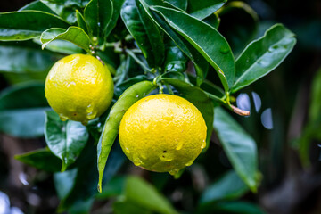 Frutos cítricos con gotas de agua.