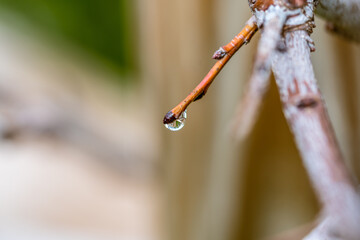 Gotas de agua en un árbol.