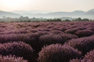 Fototapeta na wymiar A panoramic view of the Lavender field against the background of mountains.
