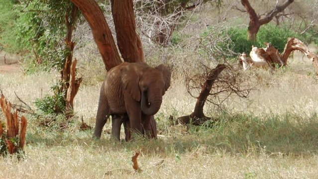 Cinematic shot of wild baby Elephant in Tsavo, Kenya