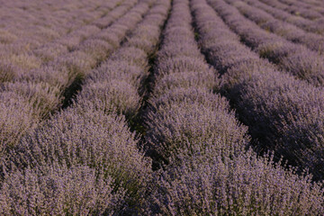 Lavender field. Beautiful lavender flowers close-up.