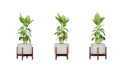 Green plants in pots isolated, 3d render illustration. © Sandy