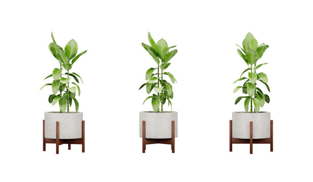 Green plants in pots isolated, 3d render illustration.
