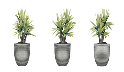 Plants in grey stone pots isolated on transparent background, 3d render illustration.