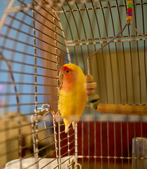 a bright parrot with beautiful plumage in a cage