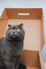 A short-haired gray cat with big orange eyes sits in a brown box, close-up. Front view