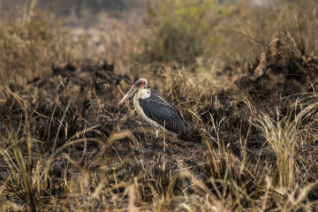 Marabu stork (Leptoptilos crumeniferus) standing among the burnt grass, profile view.
