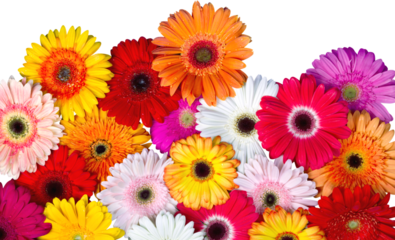 Closeup of Gerbera Daisies