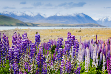 Obraz premium Lupins on the shore of Lake Tekapo, New Zealand
