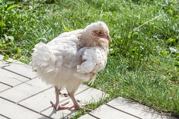 Chicken with fluffy white feathers