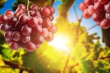 Colorful ripe sweet grapes at champagne vineyards