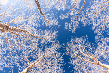 霧ケ峰から青空に映える霧氷