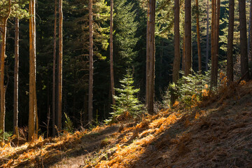Coniferous forest in autumn sunny day. Dry grass under pine and spruce trees.